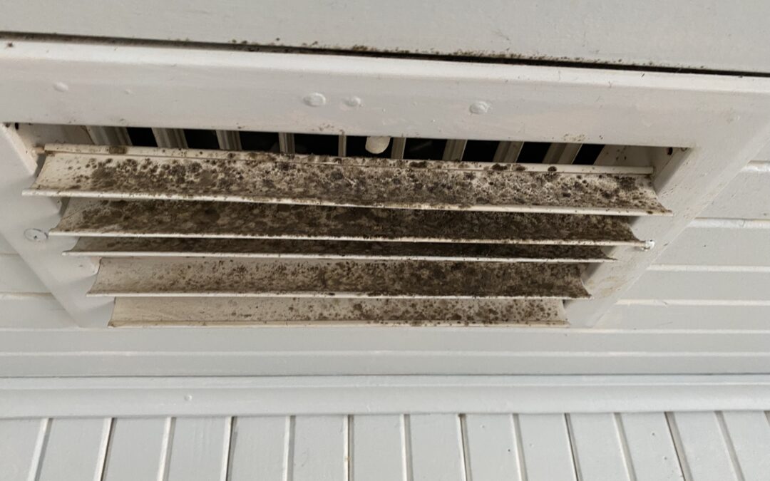 5 Common Types of Mold in Residential Homes